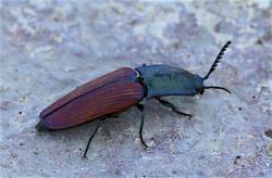 Ruby click beetle